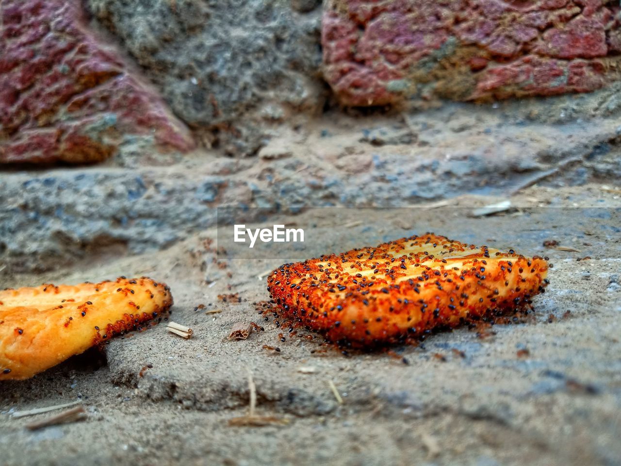 CLOSE-UP OF ORANGE CRAB ON RUSTY METAL