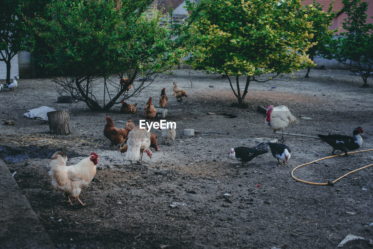 animal, animal themes, group of animals, bird, domestic animals, tree, pet, mammal, plant, livestock, nature, chicken, day, large group of animals, no people, wildlife, outdoors, animal wildlife, poultry, city