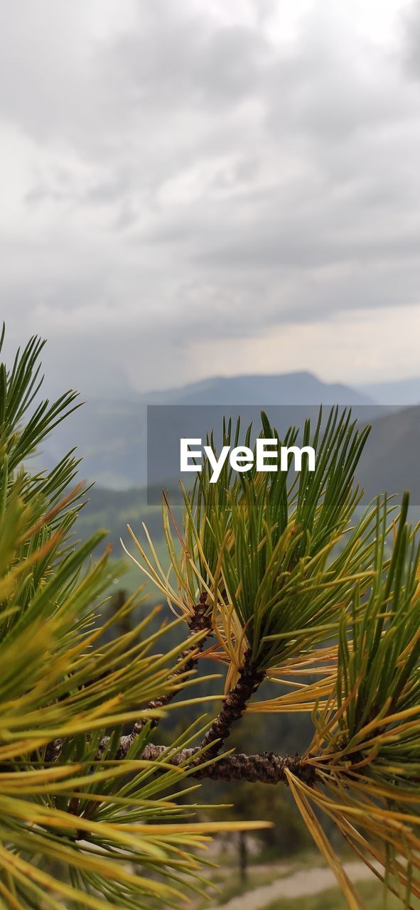 Close-up of plant by lake against sky