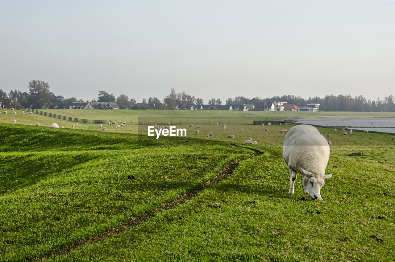 Sheep grazing on a grassy dike in friesland