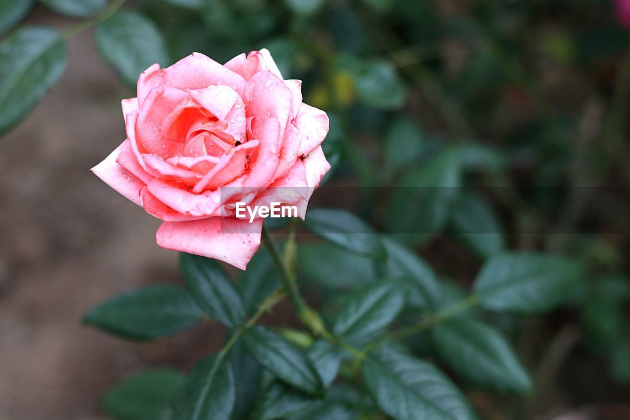 Close-up of pink rose