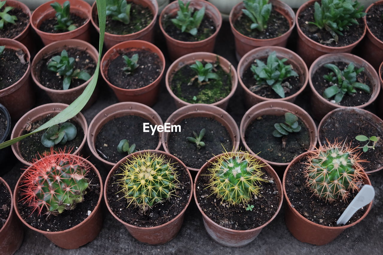 High angle view of succulent plants