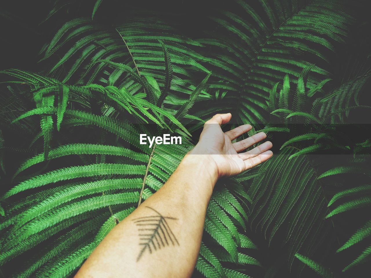 Cropped hand of woman on plants