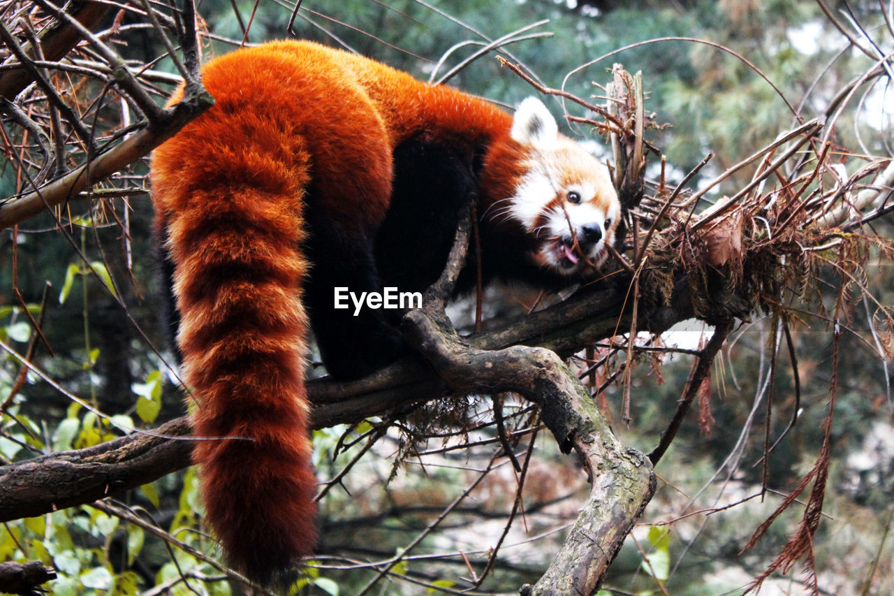 LOW ANGLE VIEW OF CAT ON TREE