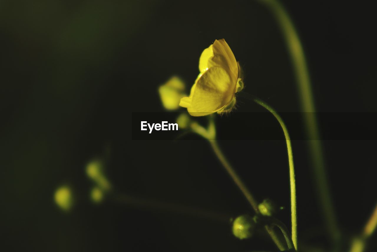 CLOSE-UP OF YELLOW FLOWERS