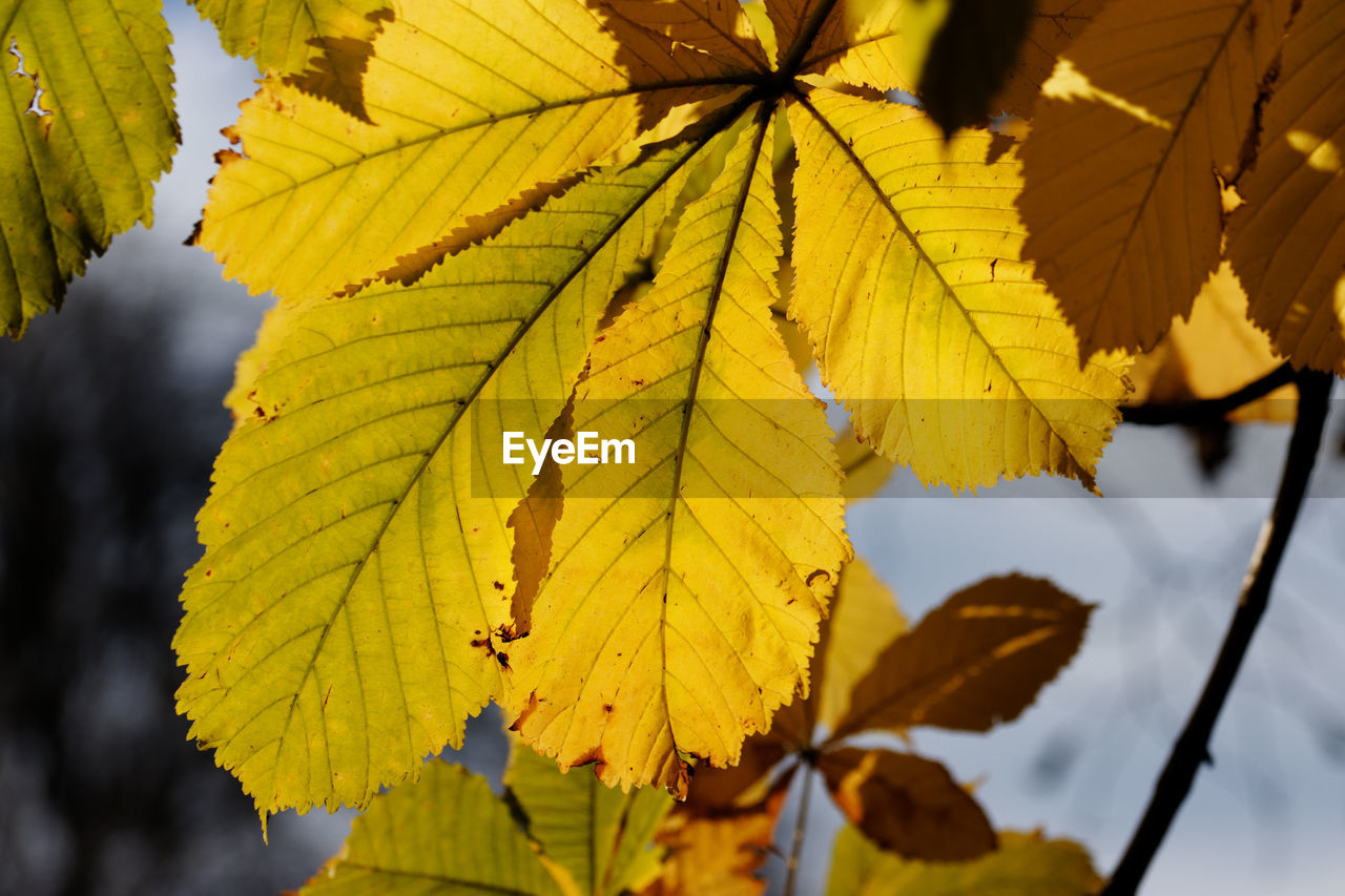 Horse-chestnut tree leaves