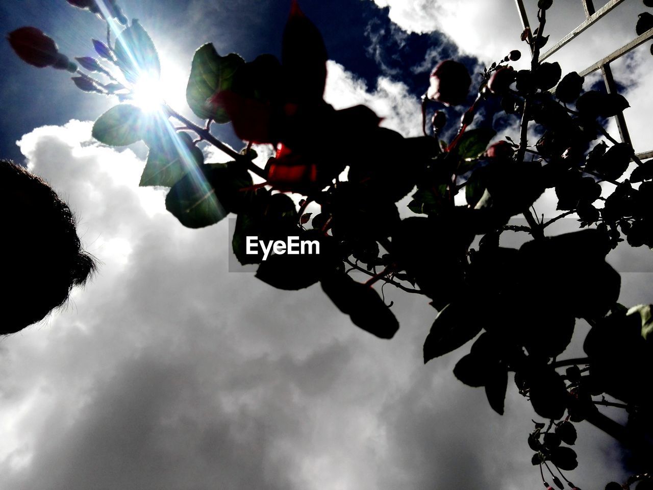 LOW ANGLE VIEW OF SILHOUETTE PEOPLE IN PARK AGAINST SKY