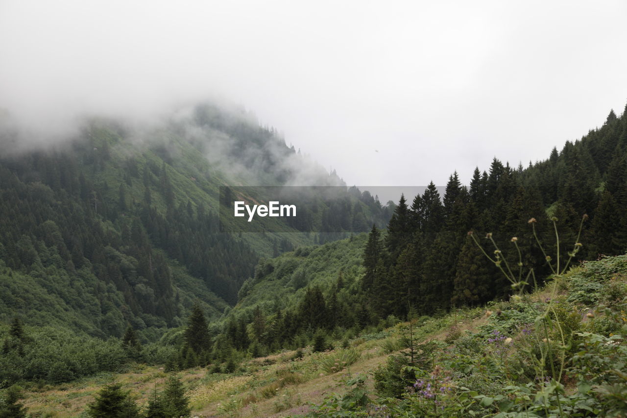 Pine trees in forest against sky