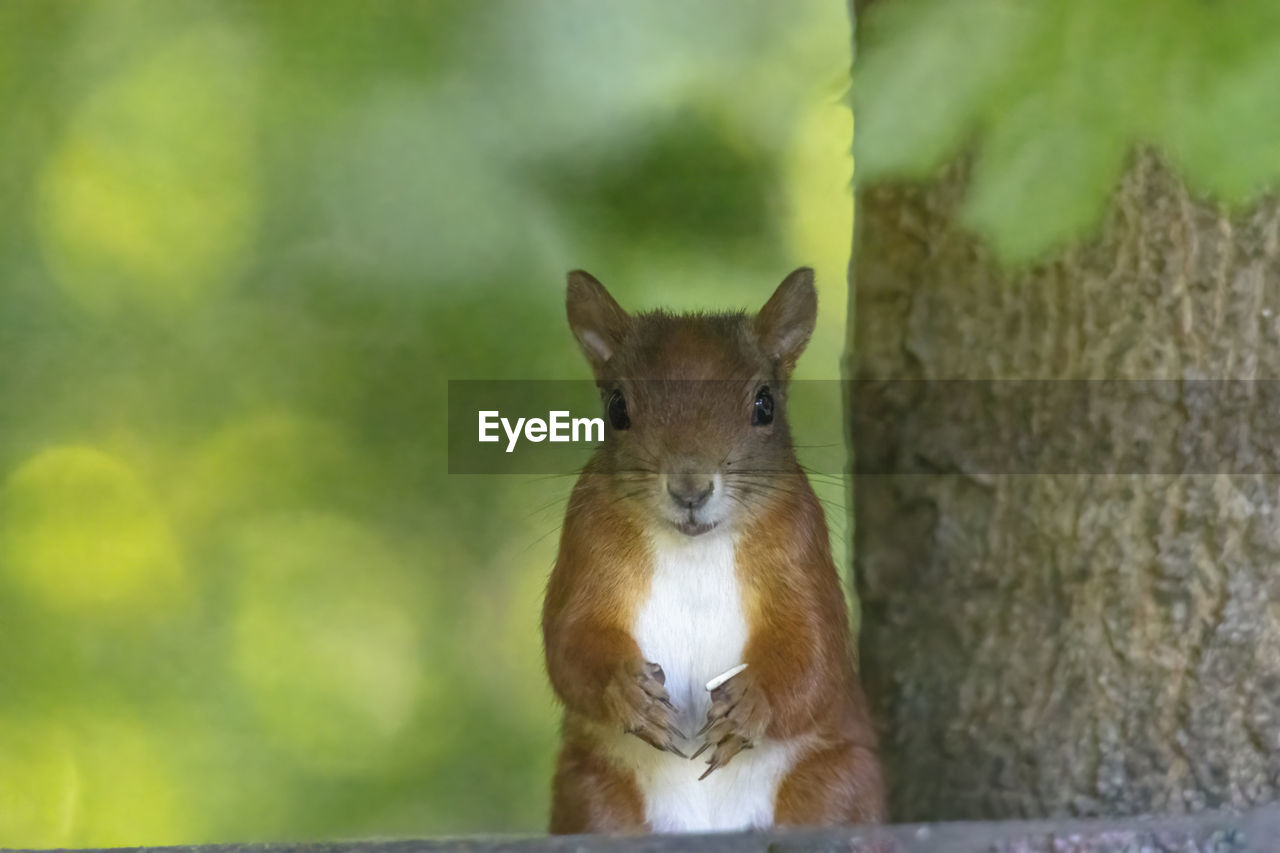 CLOSE-UP PORTRAIT OF SQUIRREL ON LEAF