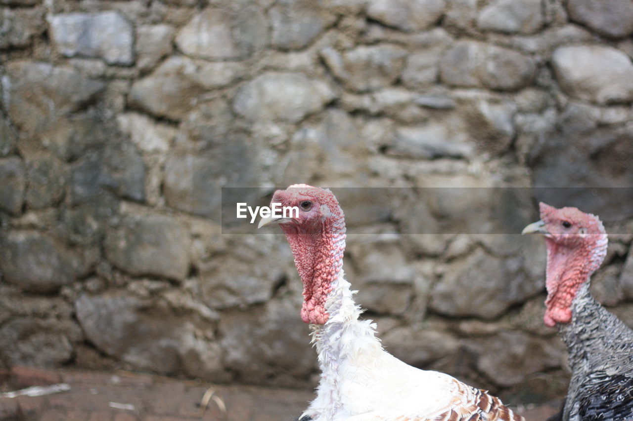 CLOSE-UP OF A BIRD ON A ROCK