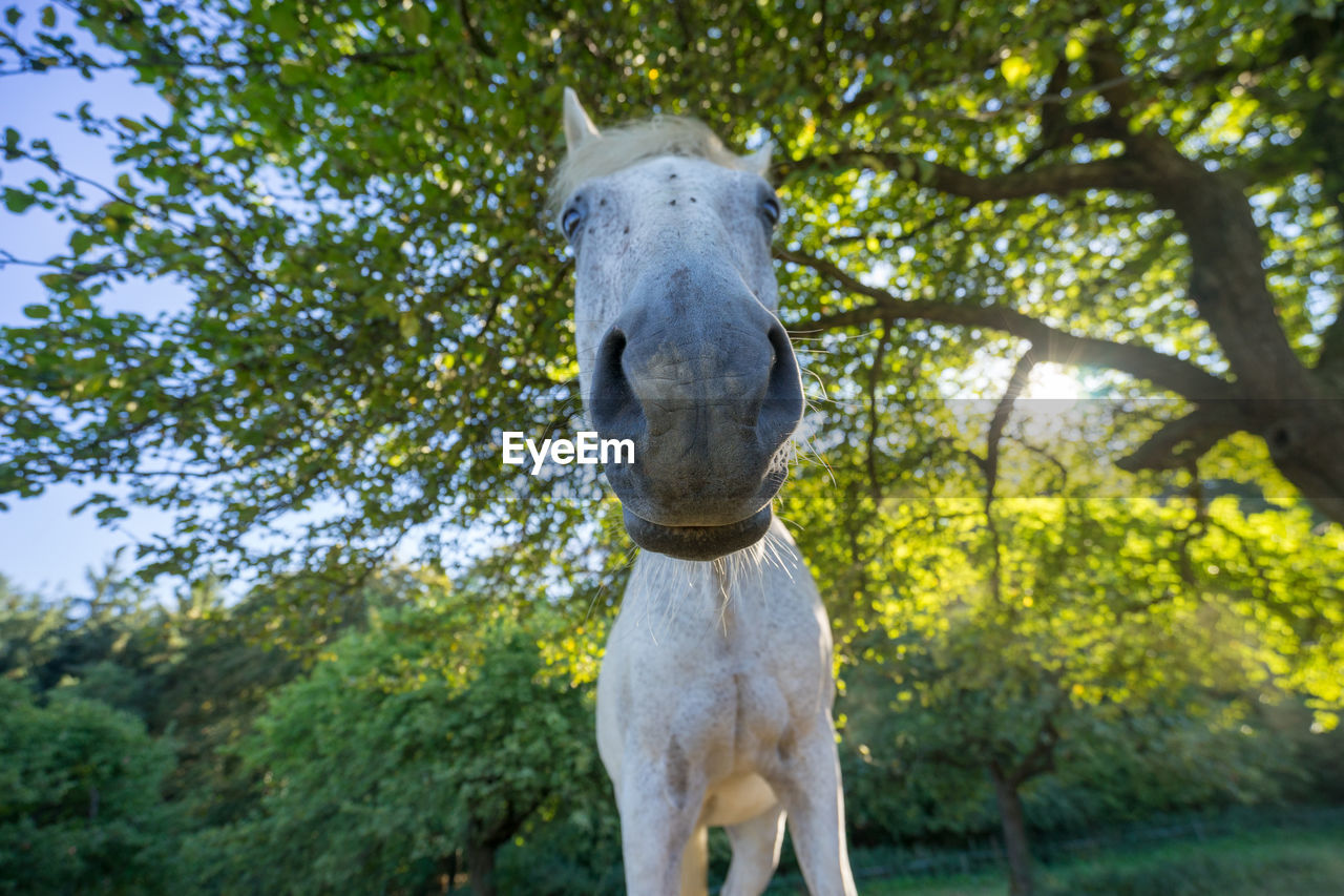Horse standing in a tree