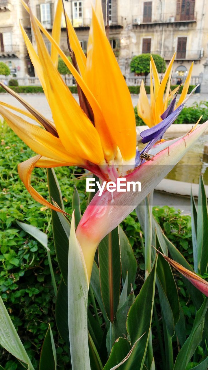 CLOSE-UP OF YELLOW LILY BLOOMING OUTDOORS