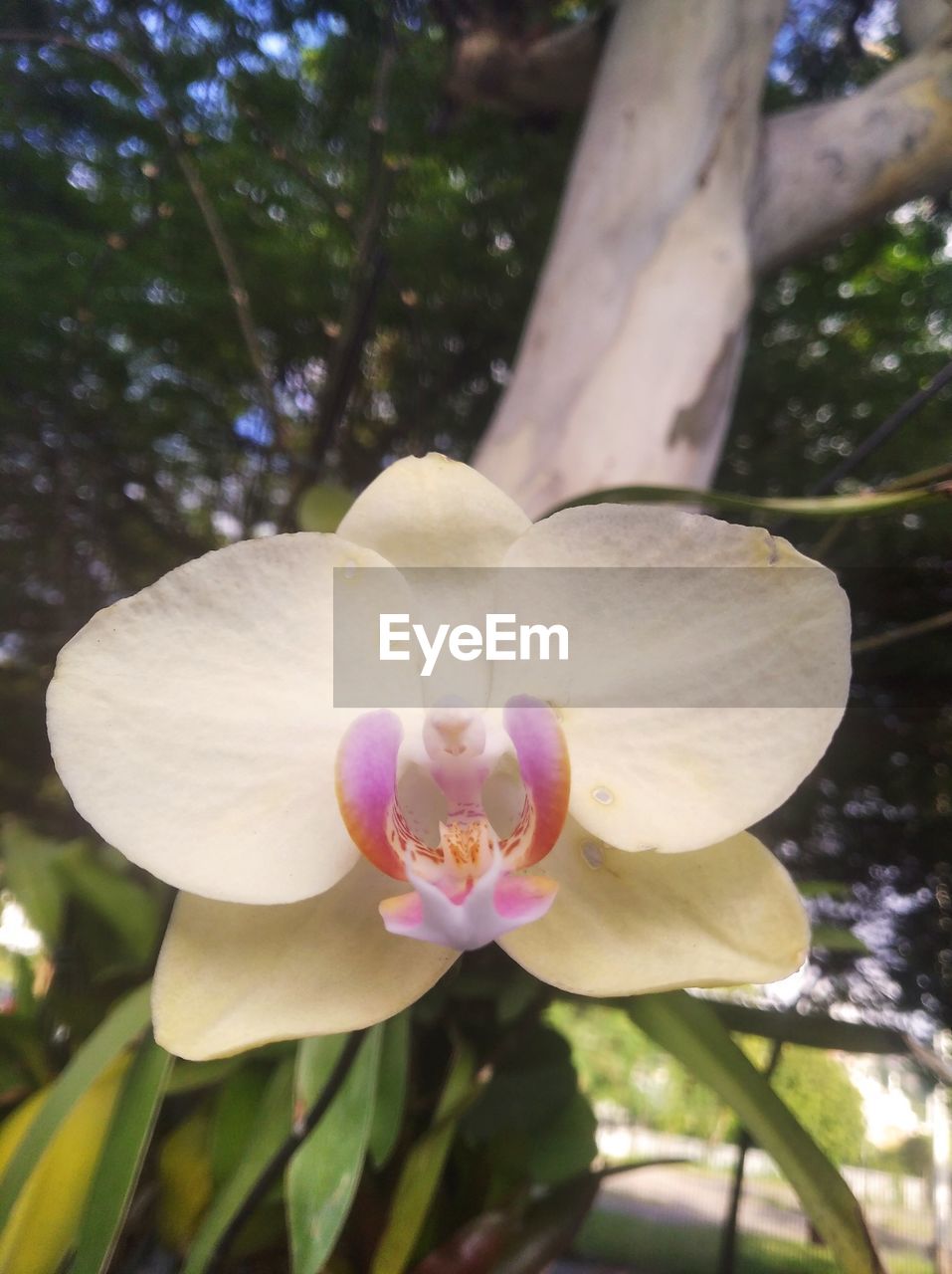 plant, flower, flowering plant, beauty in nature, freshness, close-up, petal, nature, growth, fragility, tree, flower head, inflorescence, blossom, orchid, focus on foreground, pink, no people, outdoors, pollen, springtime, botany, leaf, plant part, day, stamen, frangipani