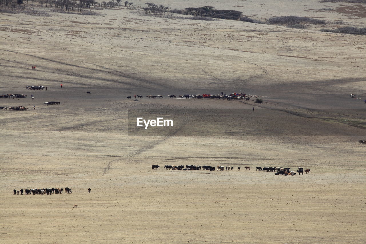 FLOCK OF SHEEP GRAZING ON MOUNTAIN