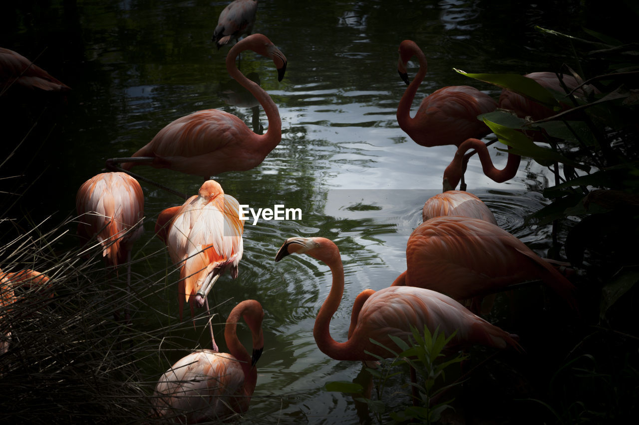 A flock of flamingos in a pond.