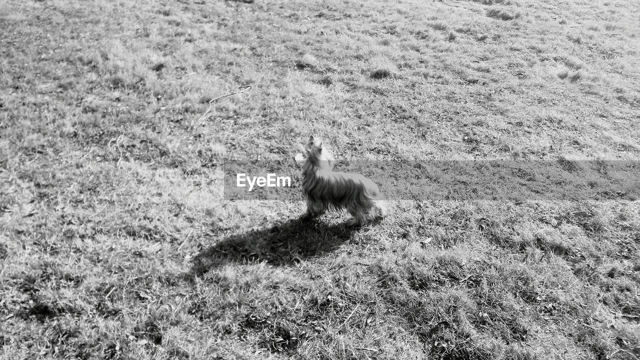 High angle view of dog on grassy field