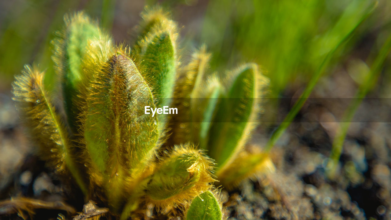 CLOSE-UP OF FRESH CACTUS PLANT