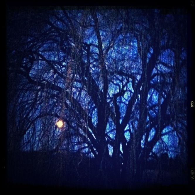 BARE TREES IN THE FOREST