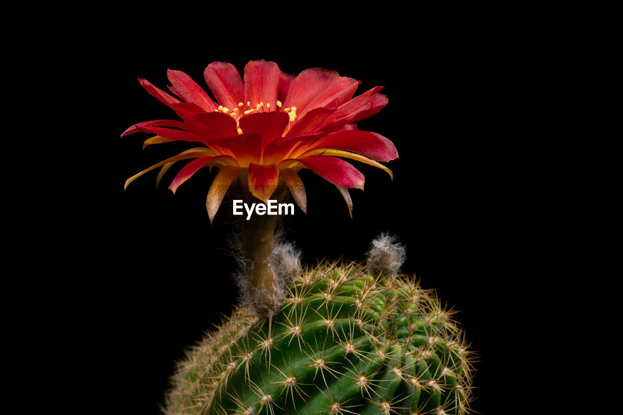 CLOSE-UP OF SUCCULENT PLANT
