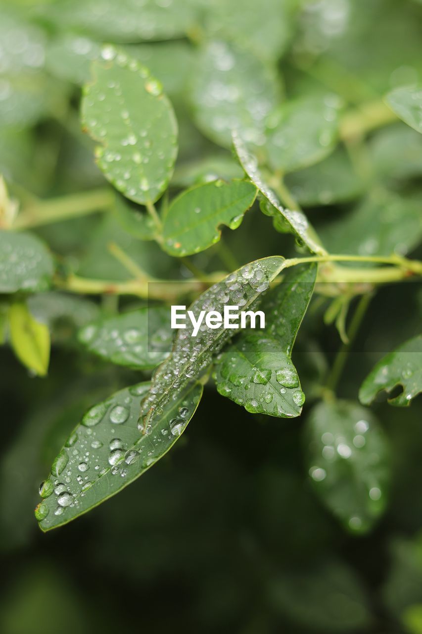 RAINDROPS ON LEAVES