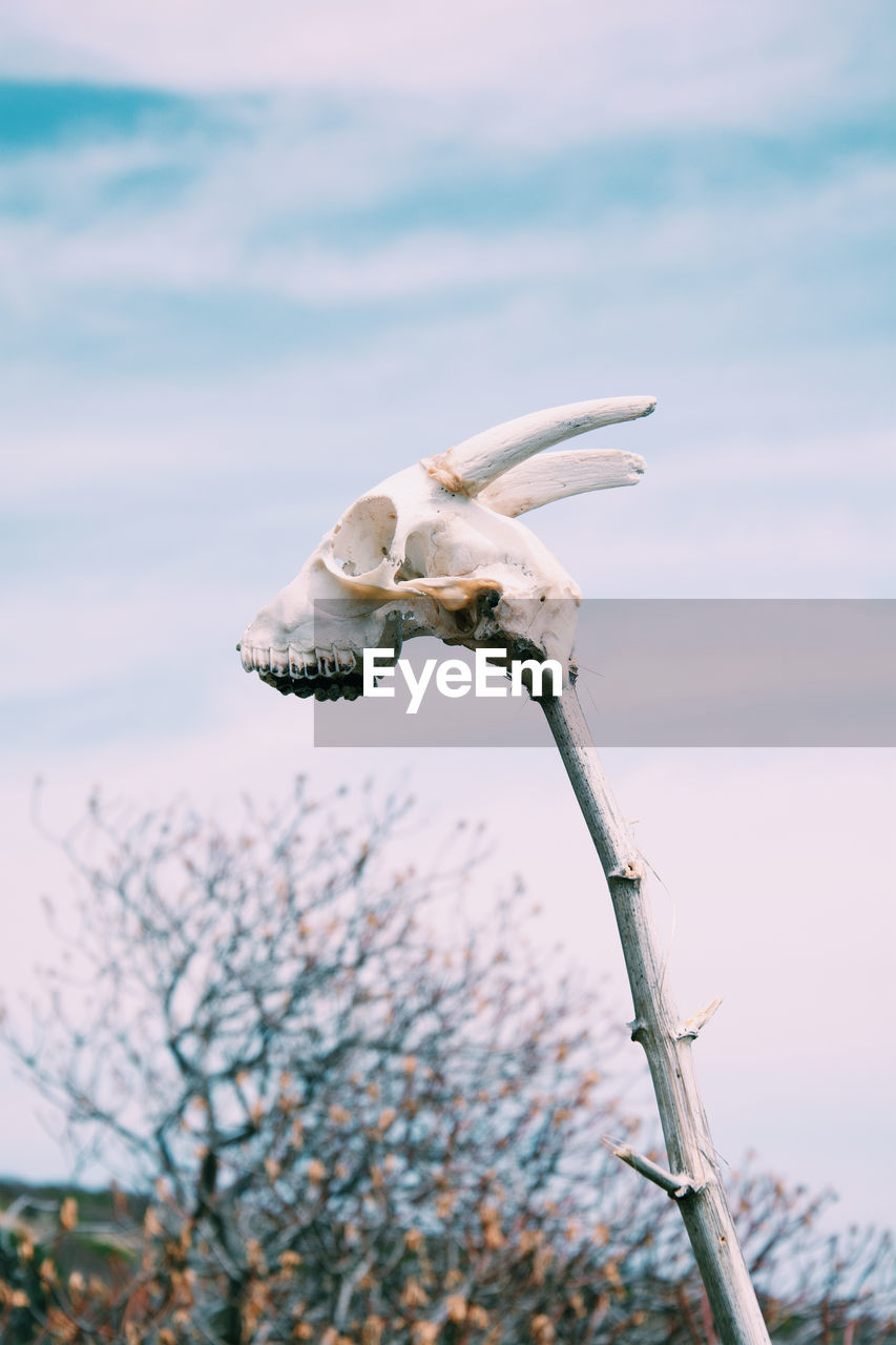 Animal skull on dead plant against sky