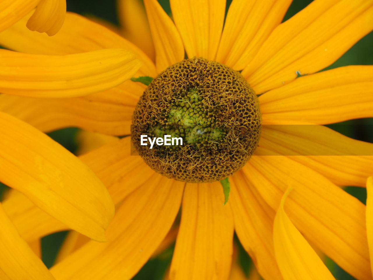 CLOSE-UP OF FRESH SUNFLOWER