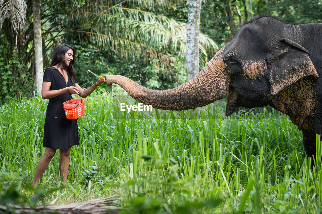 Full length of young woman feeding elephant