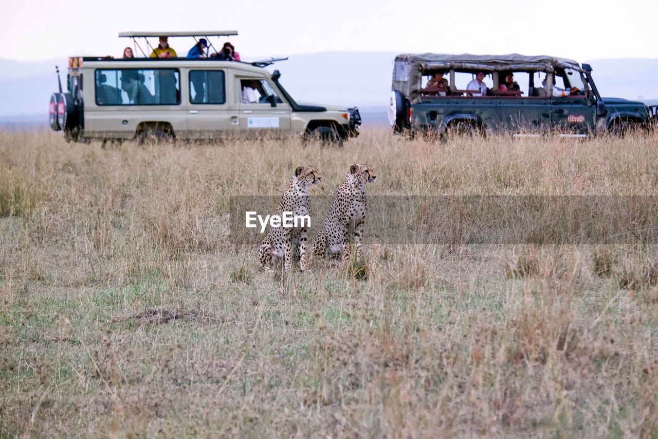 Pair of cheetahs in the grass with safari jeeps in the background in the maasai mara, kenya