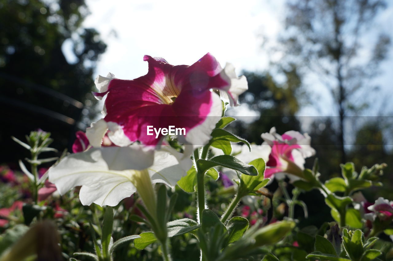 CLOSE-UP OF FRESH PINK FLOWERS BLOOMING IN PARK