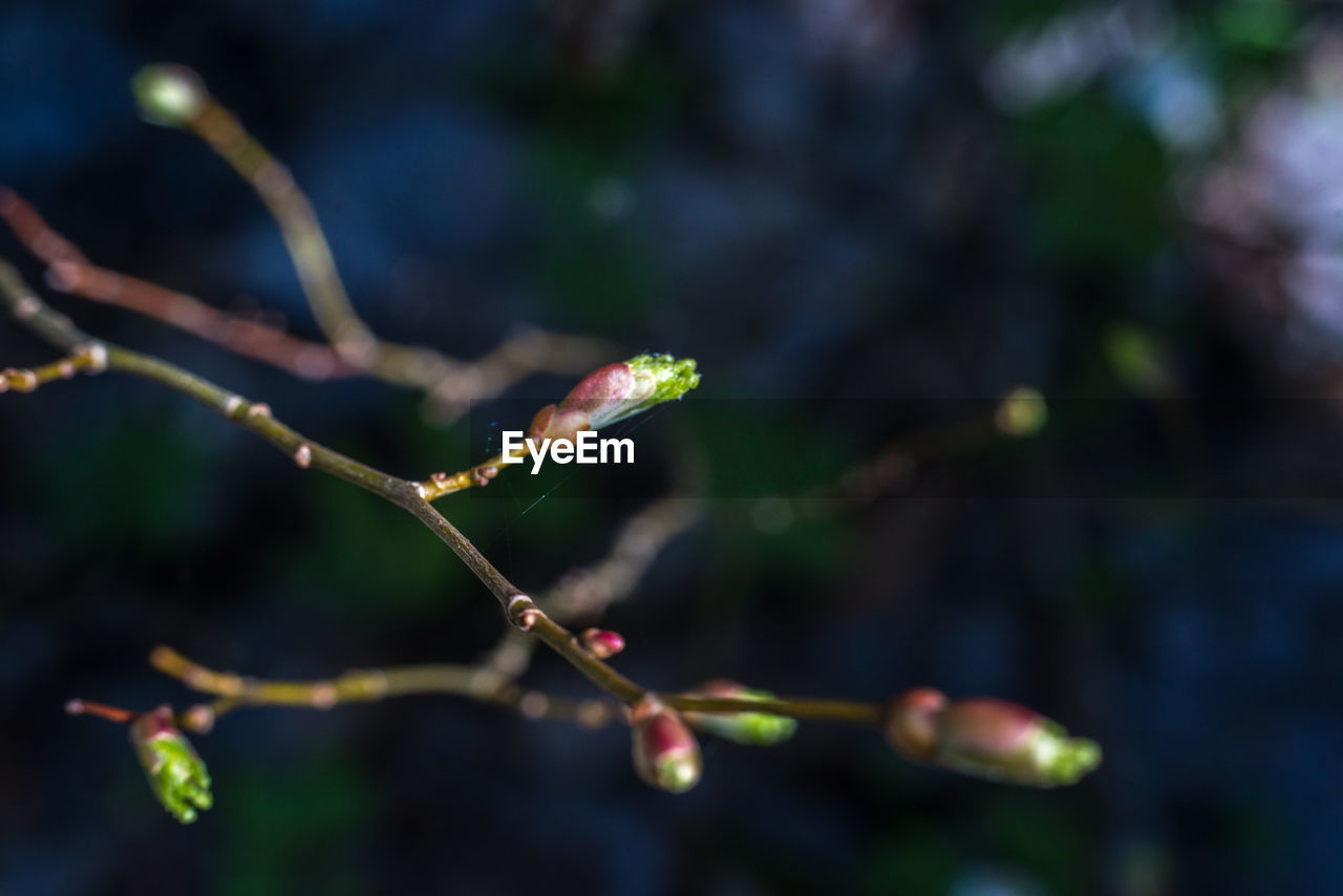 Close-up of water drops on twig