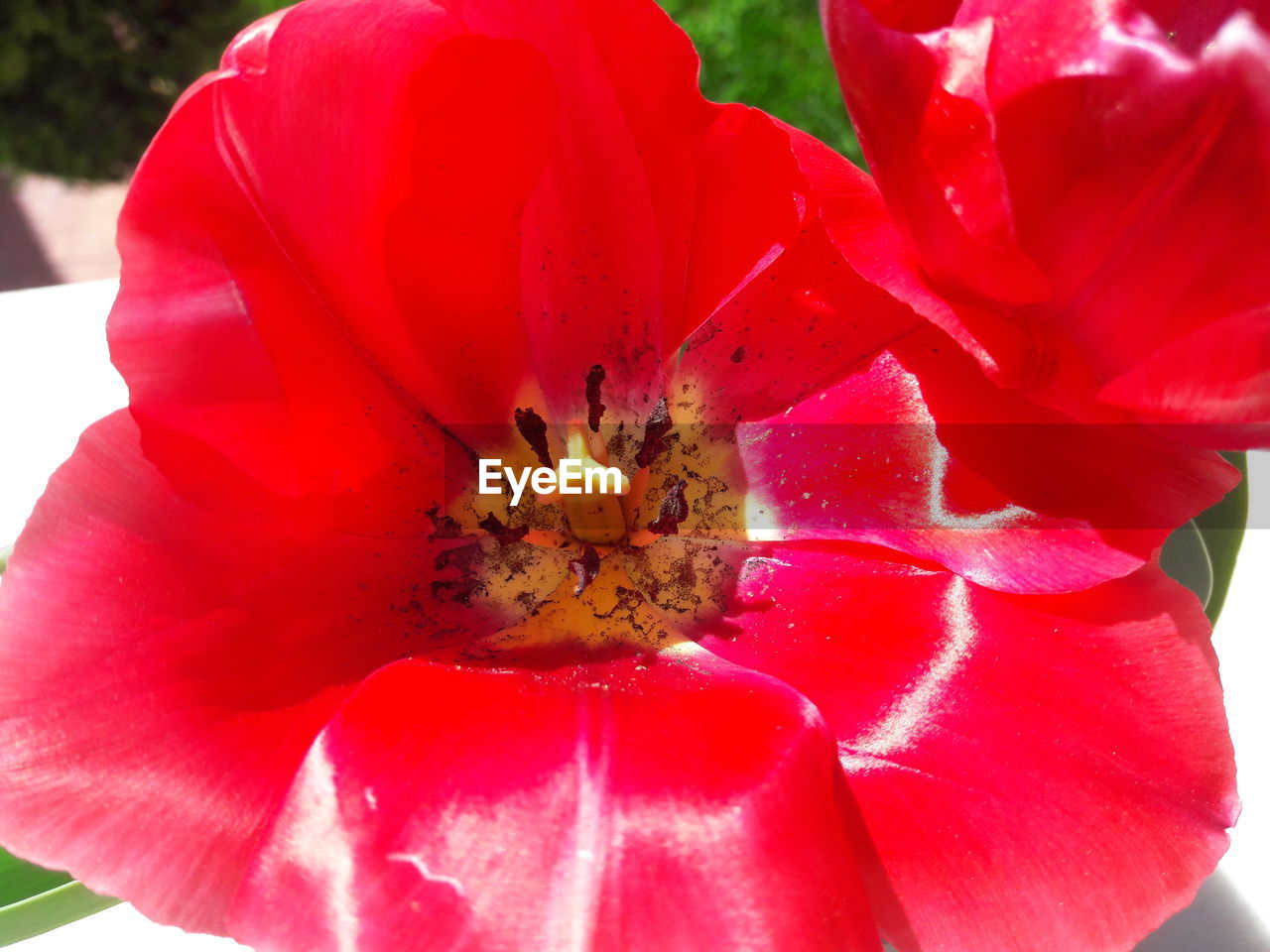 CLOSE-UP OF RED FLOWERS BLOOMING OUTDOORS