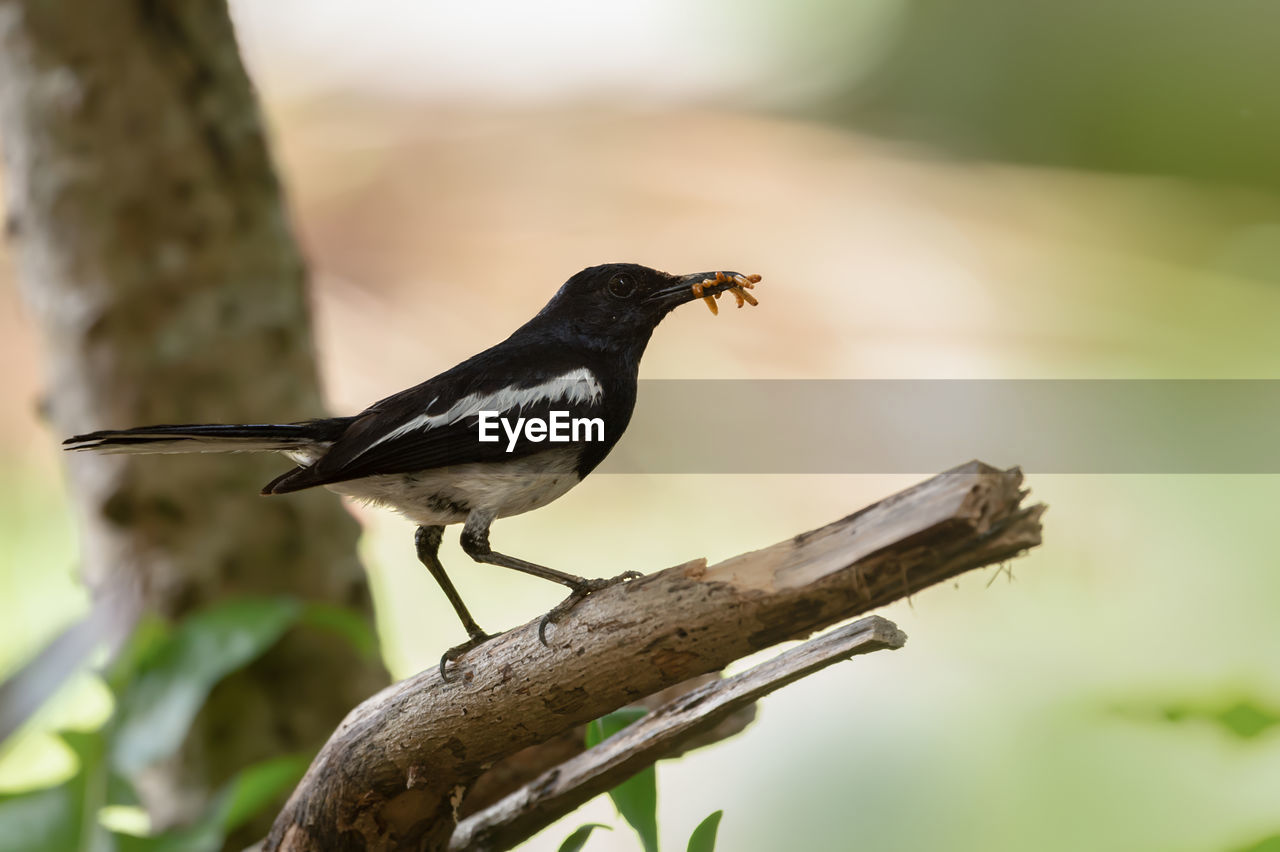 CLOSE-UP OF BIRD PERCHING ON A TREE