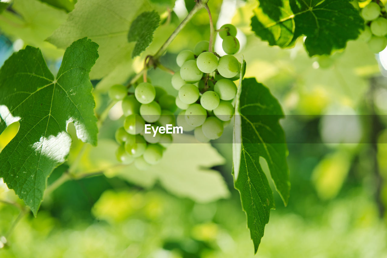 CLOSE-UP OF GRAPES GROWING ON PLANT