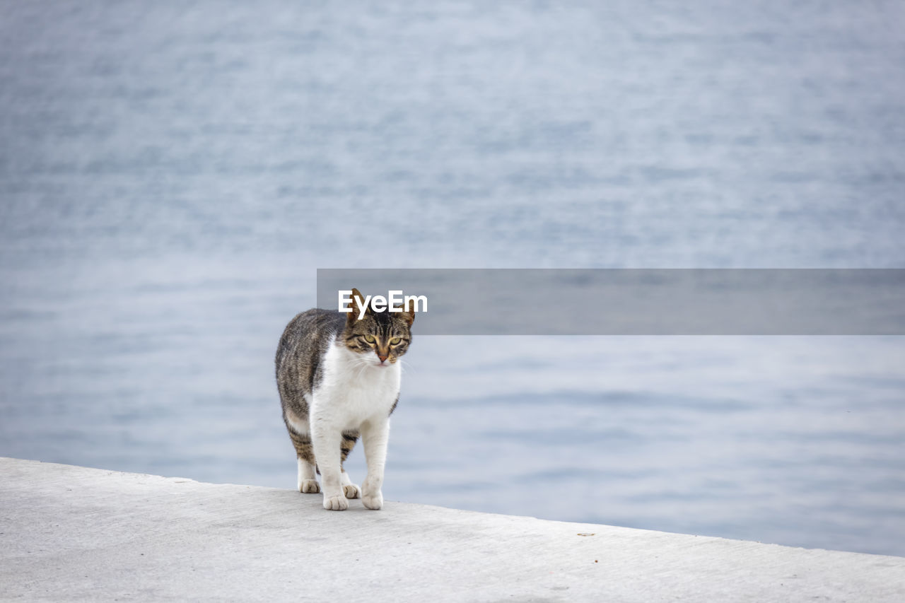 Cat looking away while standing on sea shore