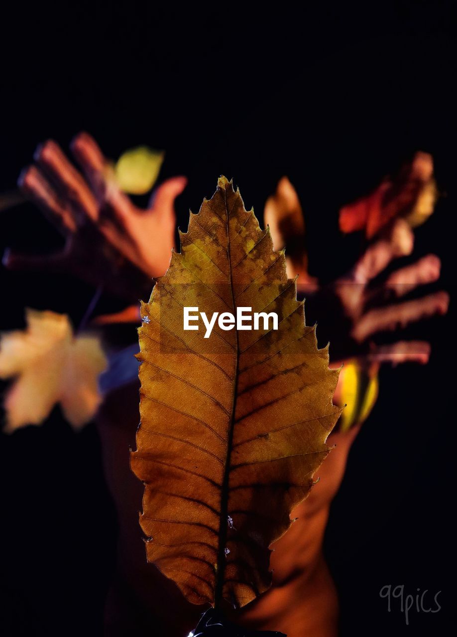 CLOSE-UP OF MAPLE LEAF IN WATER DURING AUTUMN