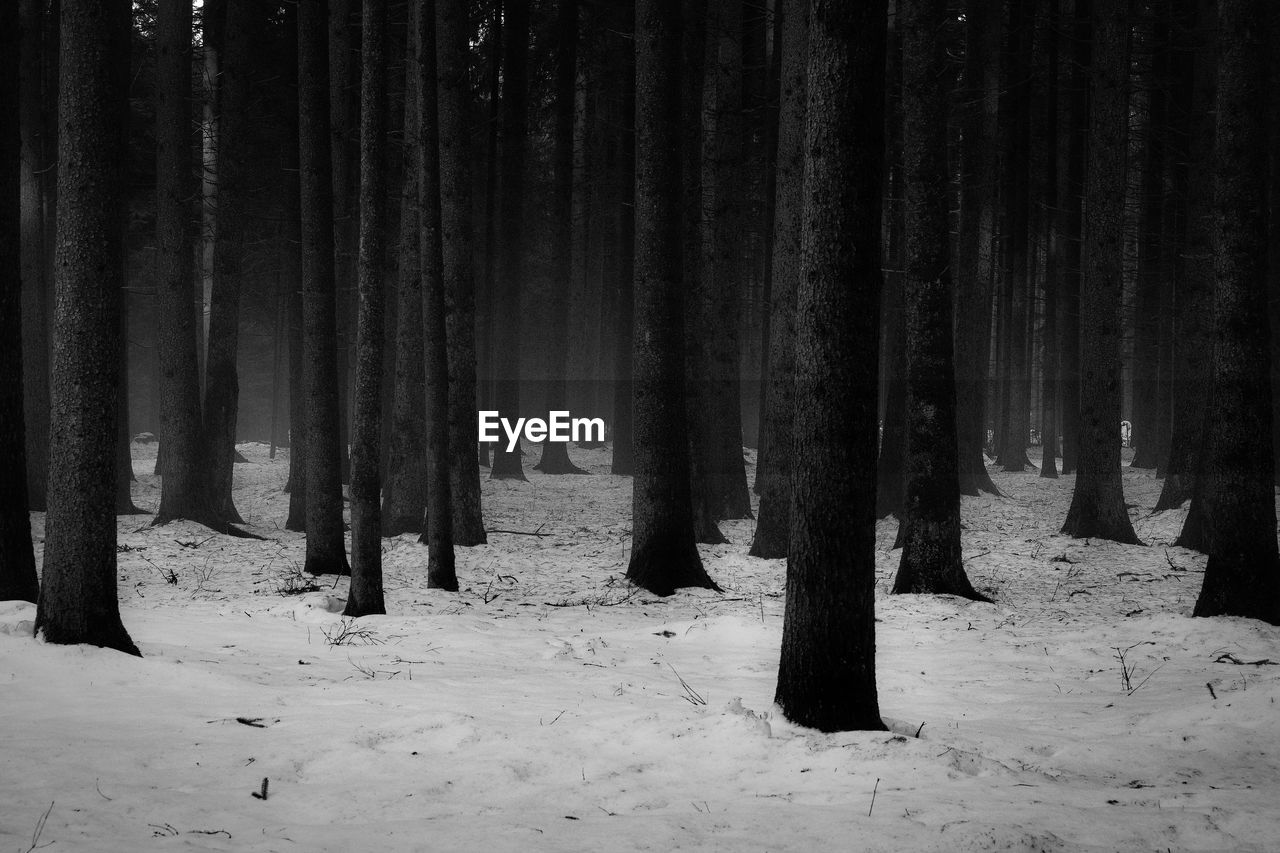 Trees on snow covered field during winter