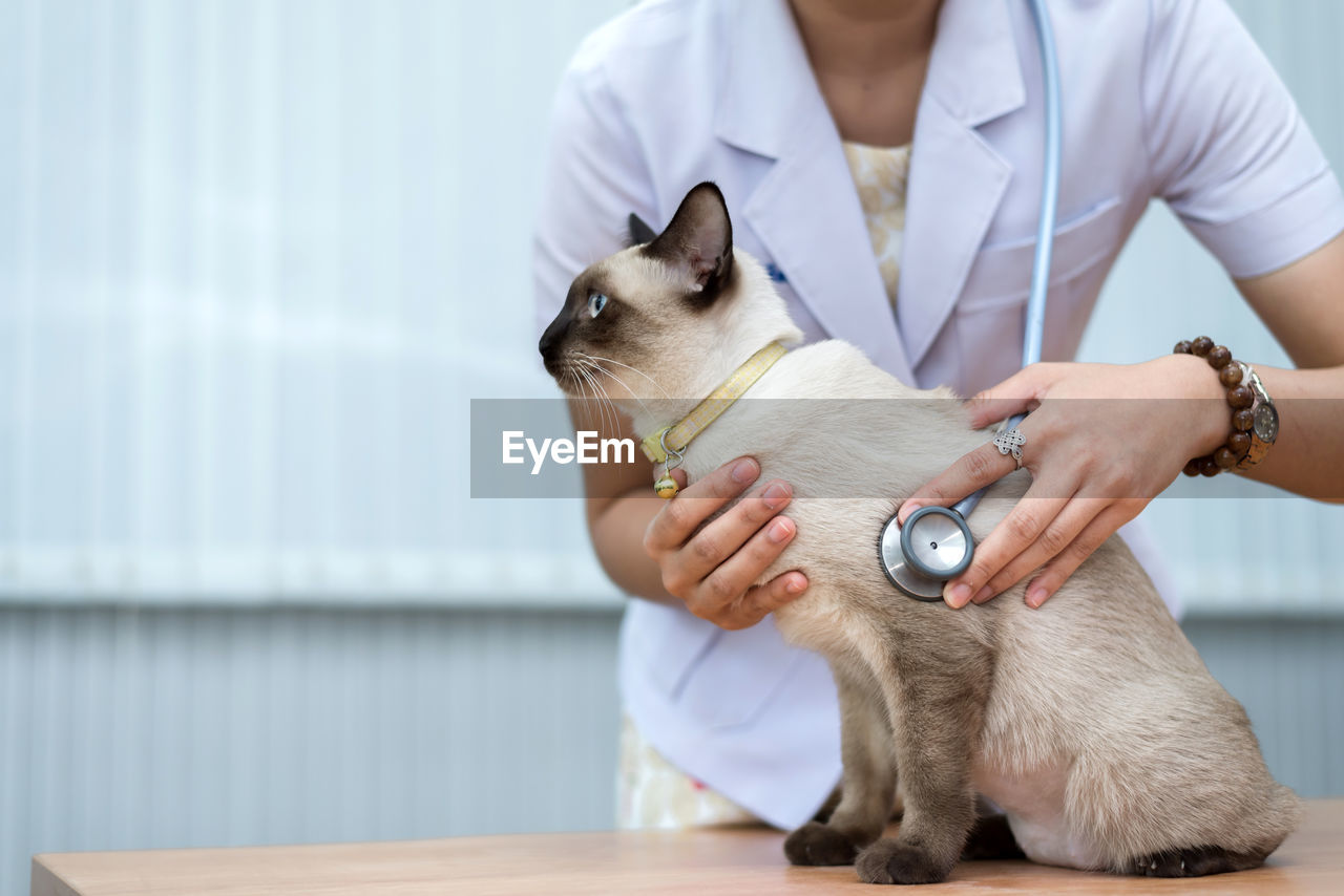 MIDSECTION OF WOMAN HOLDING CAT WITH HANDS