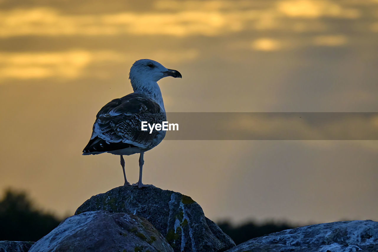VIEW OF SEAGULL PERCHING ON ROCK