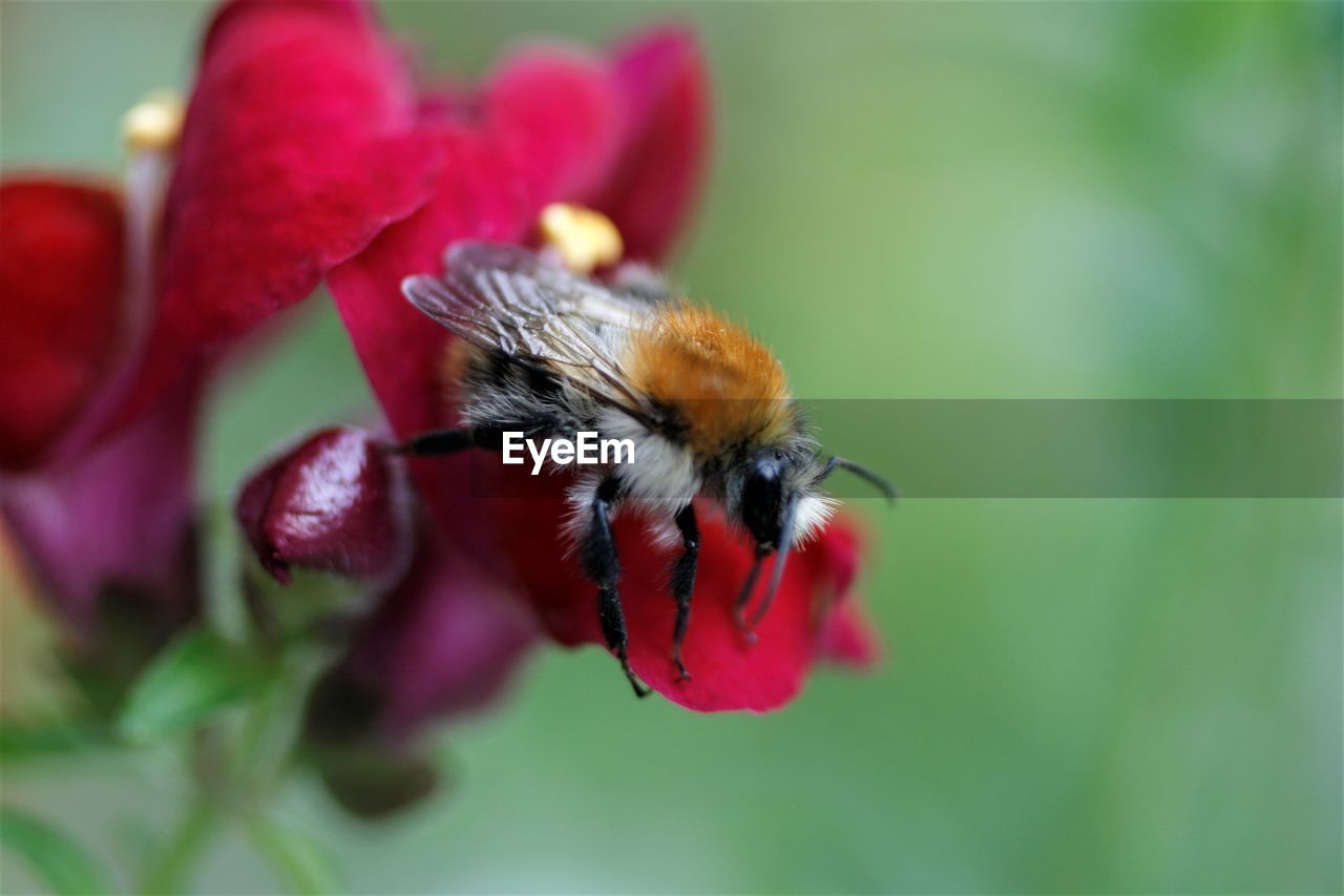 CLOSE-UP OF HONEY BEE POLLINATING FLOWER