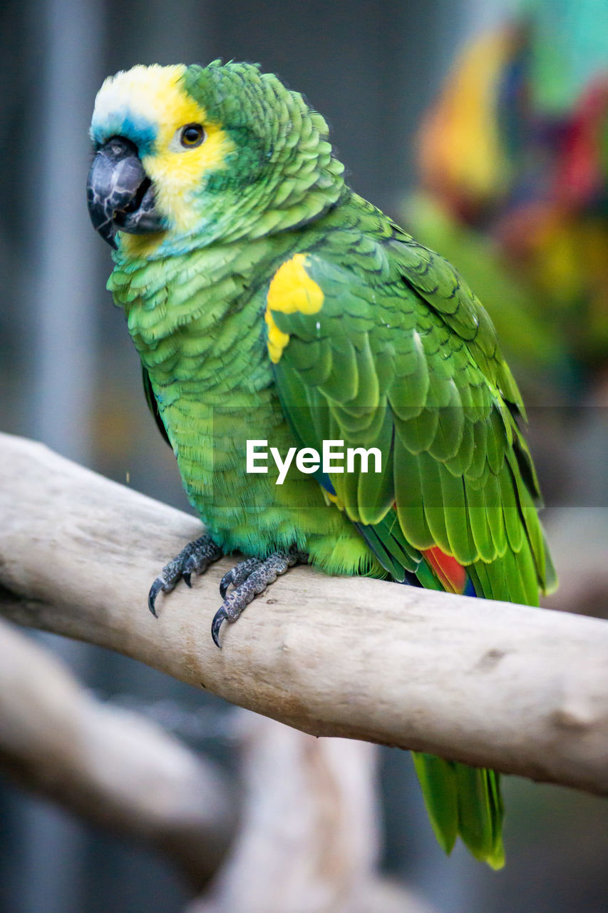 pet, animal themes, animal, bird, parrot, green, animal wildlife, beak, parakeet, perching, one animal, multi colored, wildlife, branch, tree, tropical bird, yellow, nature, environment, outdoors, full length, no people, focus on foreground, feather, close-up, social issues, rainforest, forest, beauty in nature