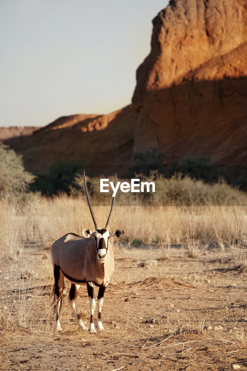 Portrait of oryx standing on field against clear sky