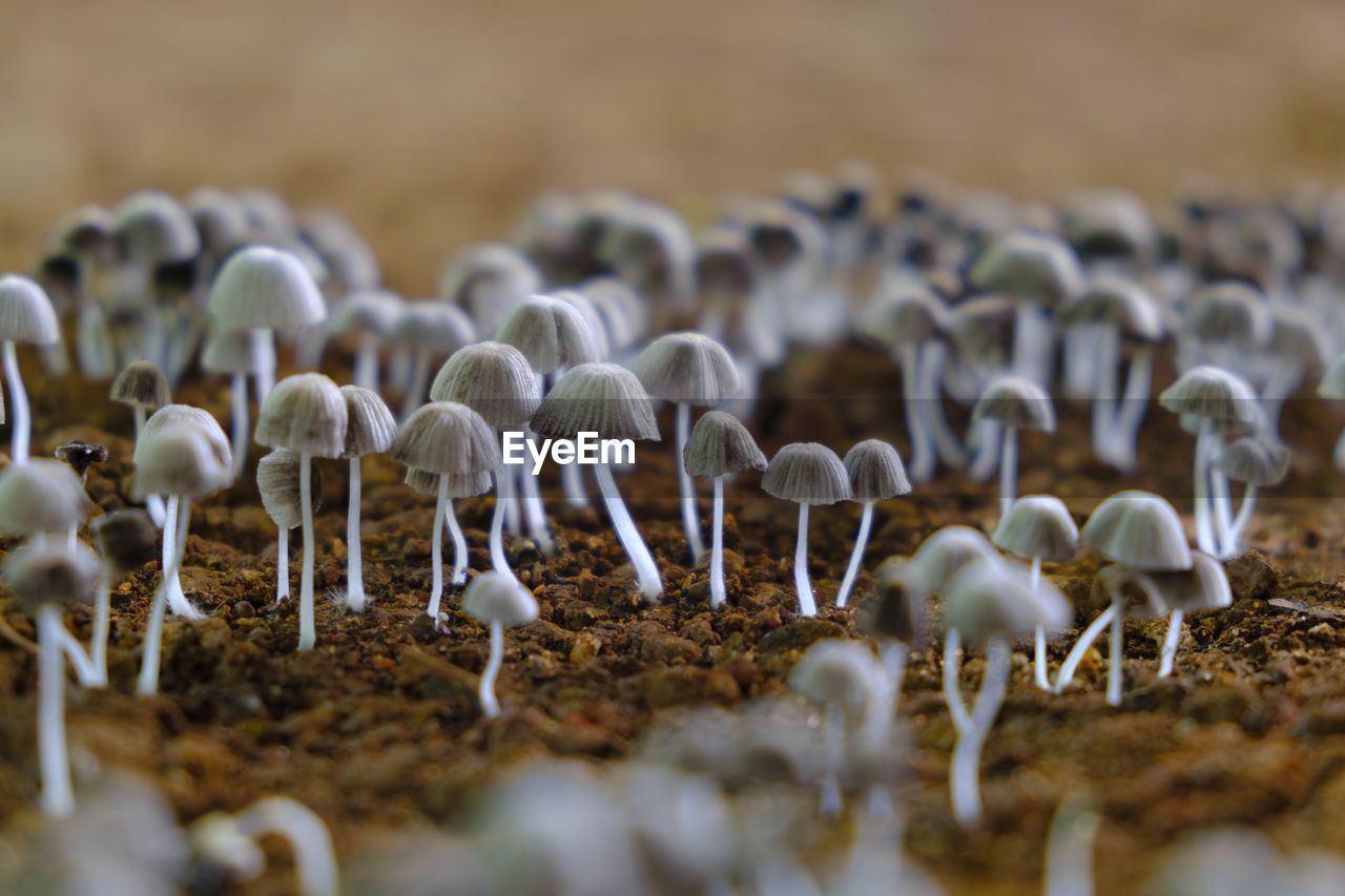 CLOSE-UP OF WHITE MUSHROOMS