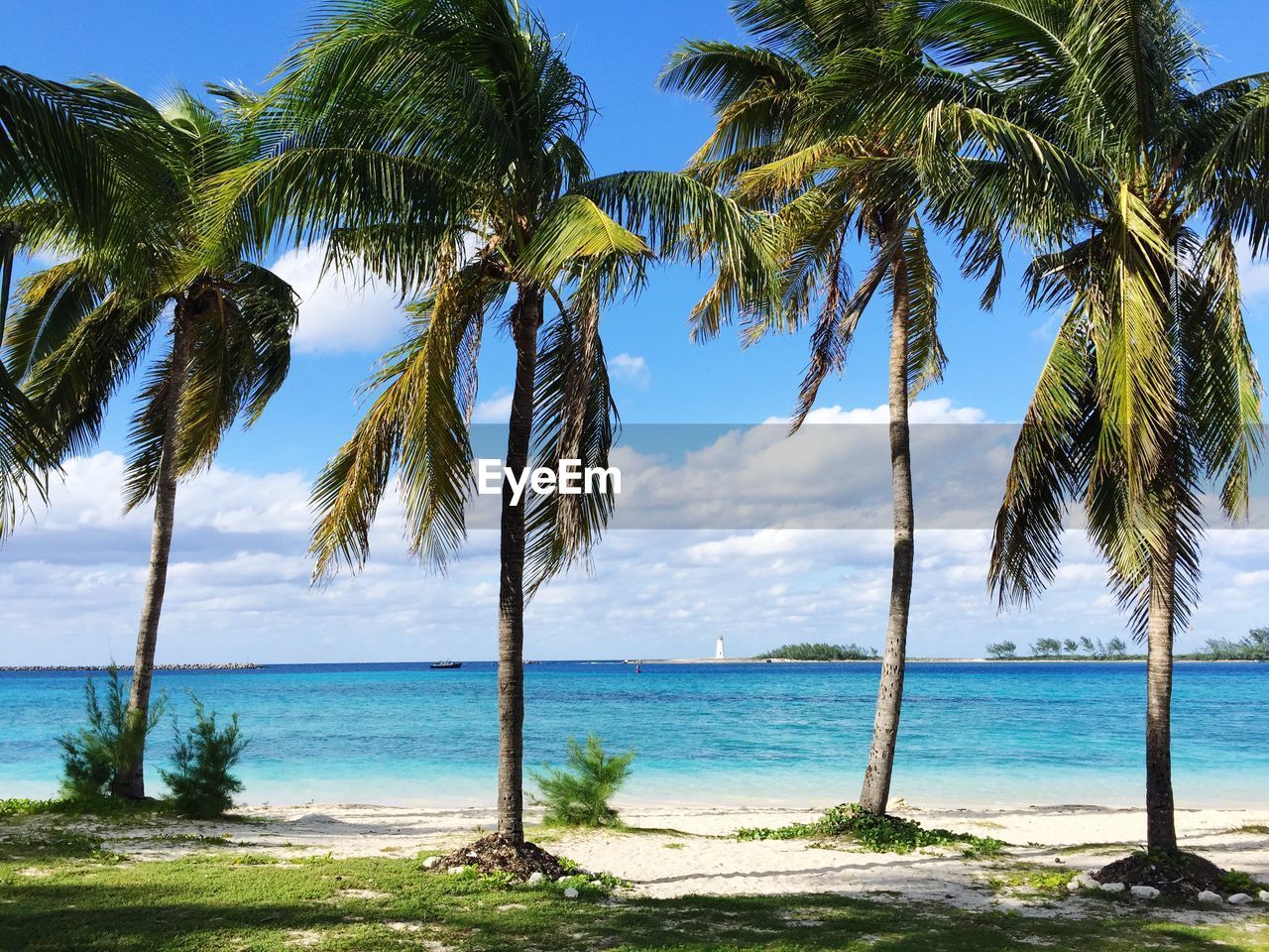 Palm trees on beach against blue sky