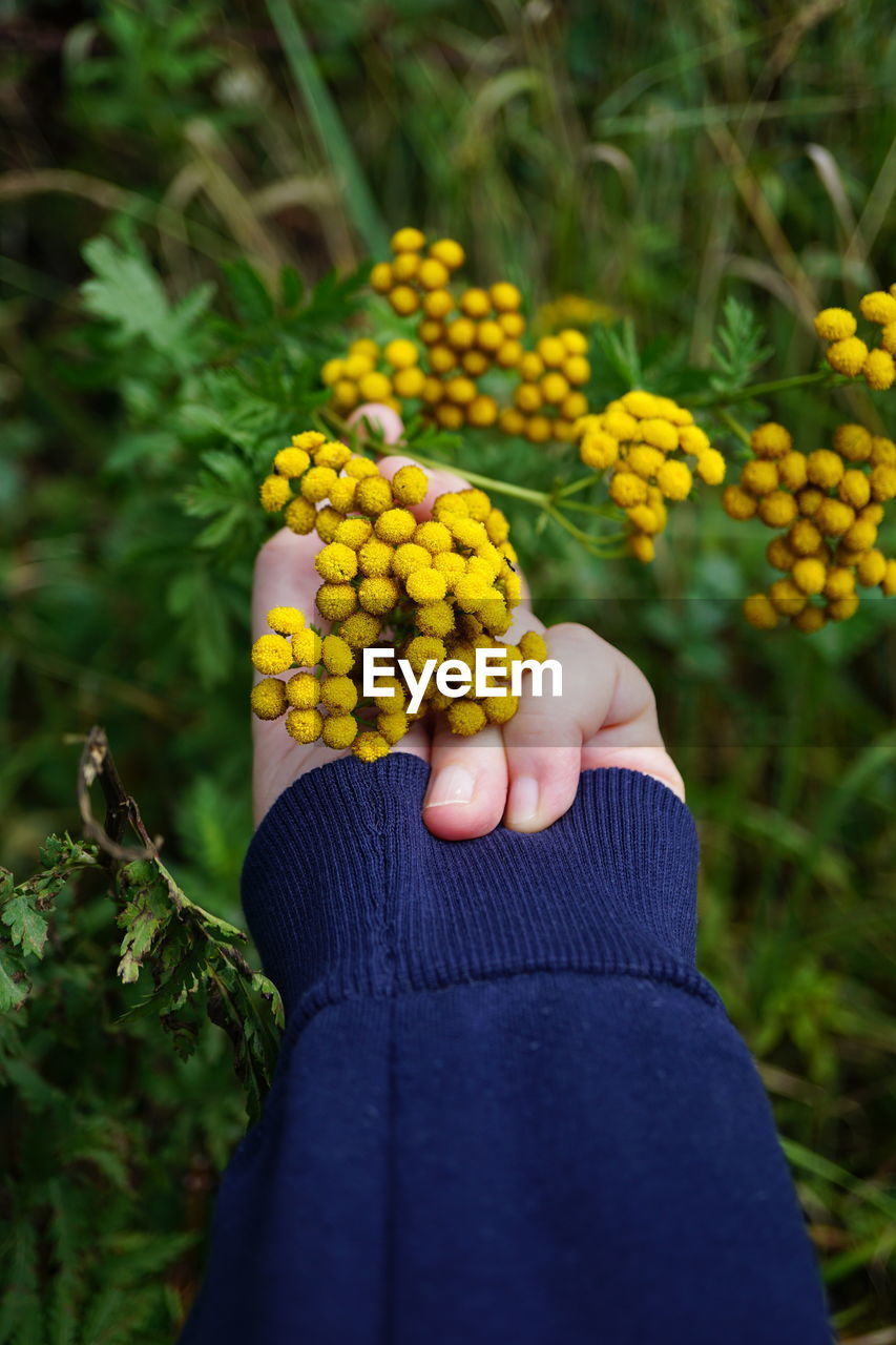 cropped hand of woman holding red flower