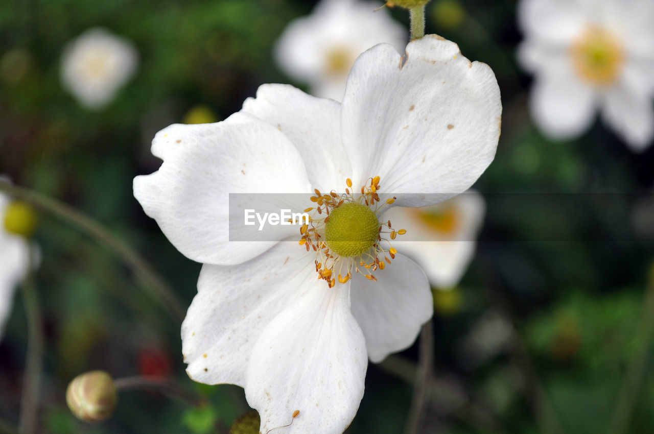 Close-up of white poppy flower