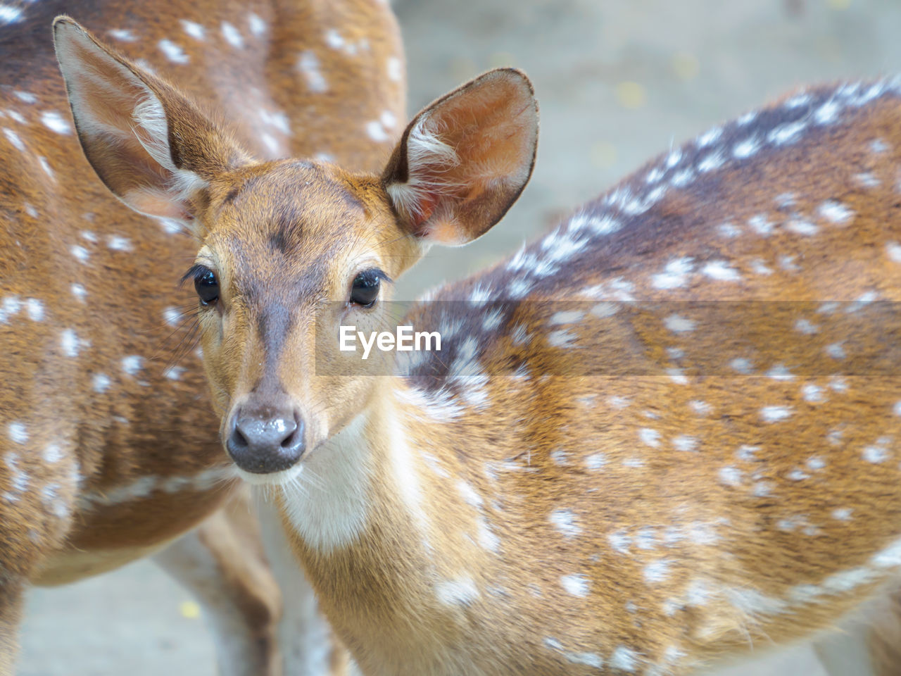 CLOSE-UP PORTRAIT OF DEER IN A BLURRED BACKGROUND