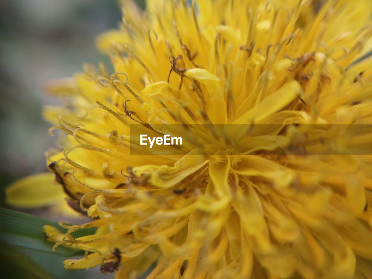flower, flowering plant, yellow, plant, freshness, beauty in nature, close-up, fragility, flower head, nature, petal, inflorescence, growth, macro photography, no people, focus on foreground, wildflower, macro, selective focus, outdoors, springtime, blossom, pollen, extreme close-up, plant stem, day