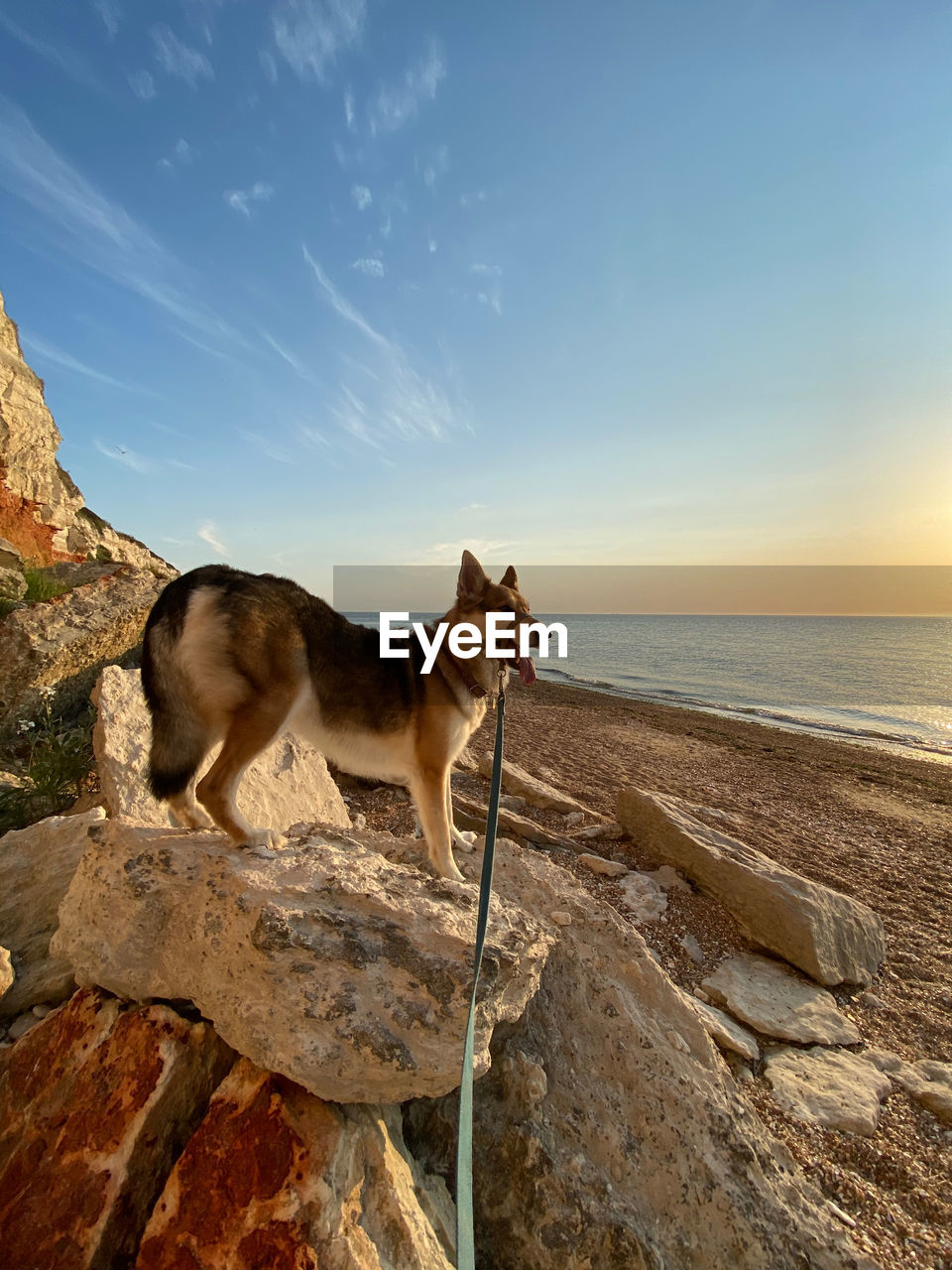 DOG STANDING ON ROCK IN SEA AGAINST SKY