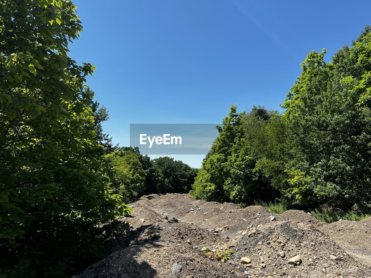 tree, plant, nature, sky, forest, beauty in nature, environment, land, no people, green, rock, blue, hill, landscape, scenics - nature, wilderness, tranquility, sunlight, growth, ridge, outdoors, non-urban scene, clear sky, day, leaf, soil, natural environment, trail, sunny, grass, pinaceae, tranquil scene, rural area, travel, coniferous tree, summer, pine tree, travel destinations, woodland