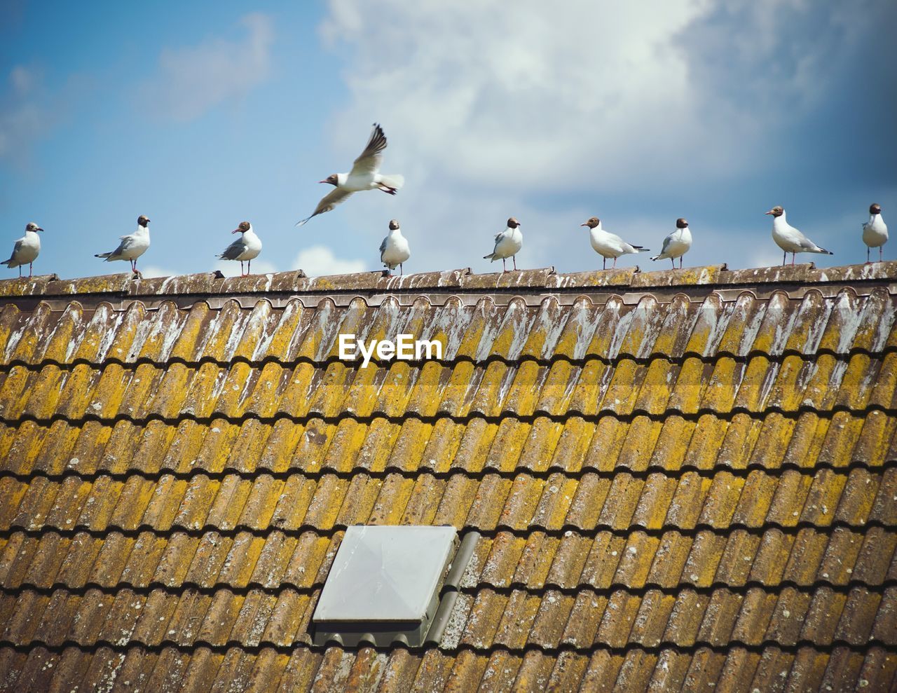 Low angle view of seagulls perching on rooftop against sky